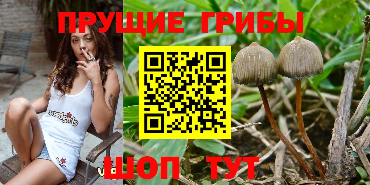 Псилоцибиновые грибы Psilocybine cubensis Старая Купавна